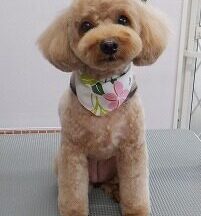 【浜松市】犬のシャンプー＆トリミング　8月18日