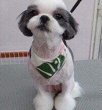 【浜松市】犬のシャンプー＆トリミング　8月20日