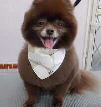 【浜松市】犬のシャンプー＆トリミング　8月21日
