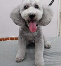 【浜松市】犬のシャンプー＆トリミング　9月3日