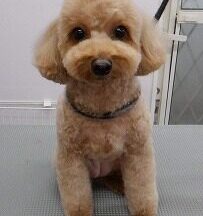 【浜松市】犬のシャンプー＆トリミング　9月29日