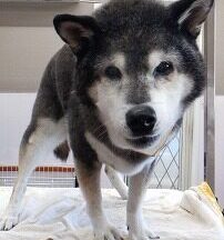 【浜松市】犬のシャンプー＆トリミング　9月1日