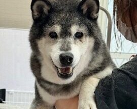 【浜松市】犬のシャンプー＆トリミング　9月28日