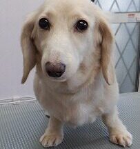 【浜松市】犬のシャンプー＆トリミング　10月6日