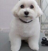 【浜松市】犬のシャンプー＆トリミング　10月7日
