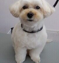 【浜松市】犬のシャンプー＆トリミング　10月9日