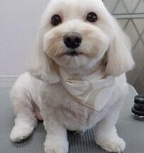 【浜松市】犬のシャンプー＆トリミング　10月28日